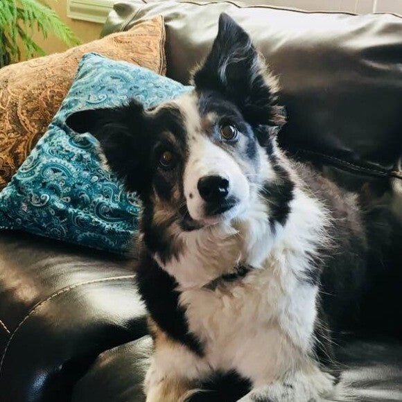 Mercy, the fiercest sheepdog!