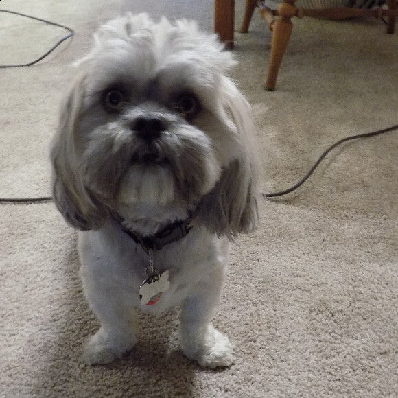 Delilah with the vacuum cord behind her. She was helping me clean.