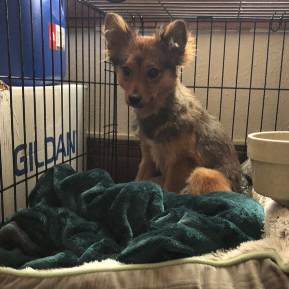 A few days after adoption