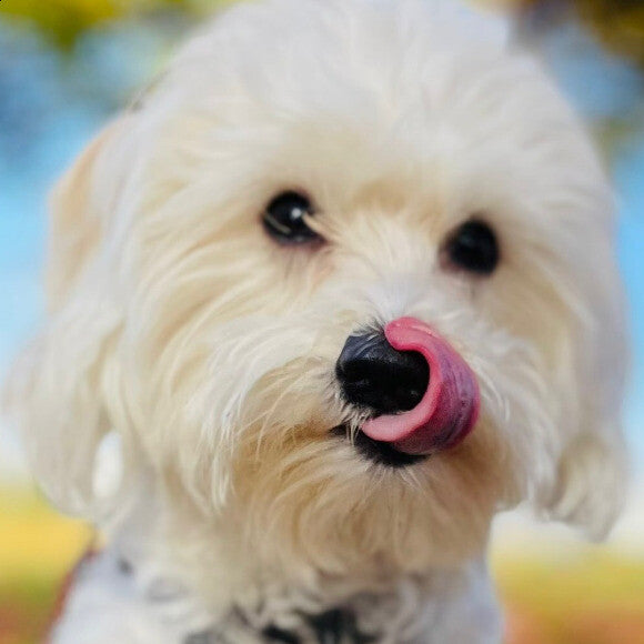 bailey