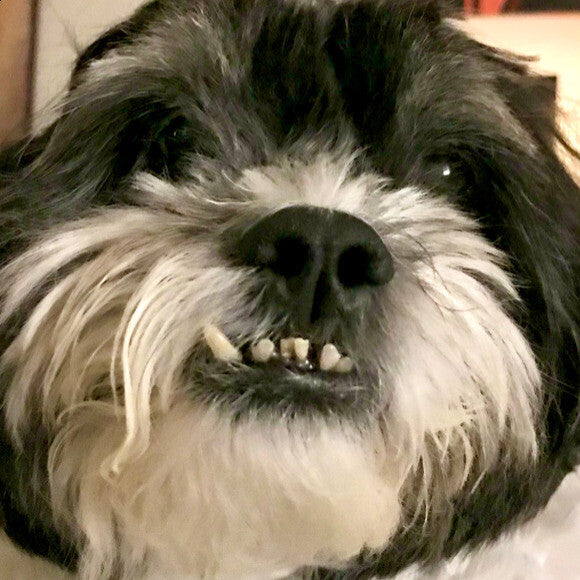 Adorable kooky Pooky!