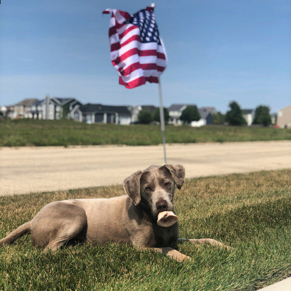 Banks approved- healthy coat for a health pup