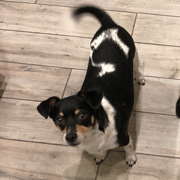 Tail always wagging!