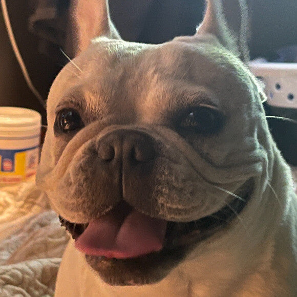 My Happy and healthy frenchie