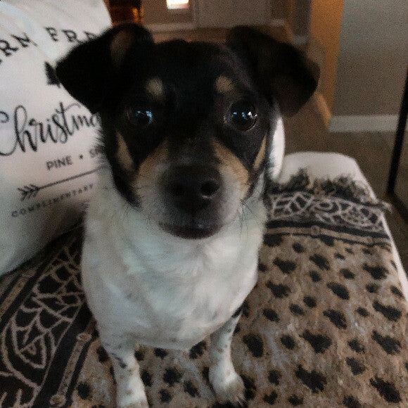 Buddy