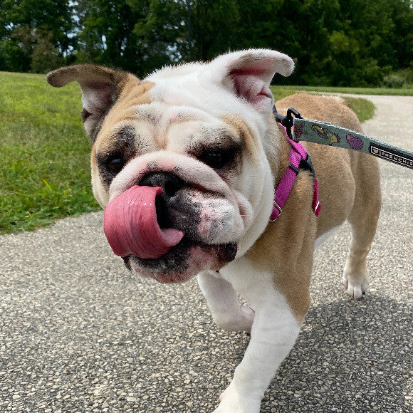 Always thinking about the next time she can have a yummy Honest Kitchen meal!