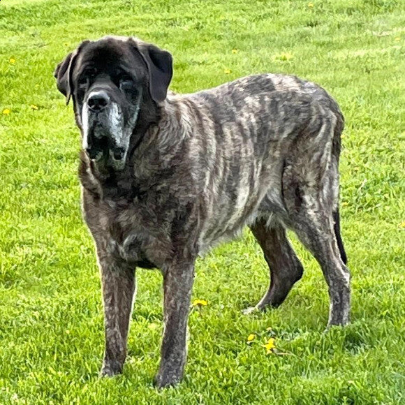 Handsome Merlin