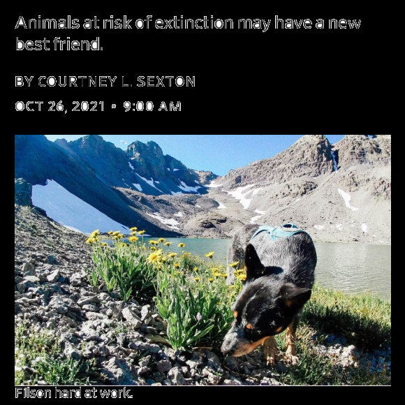 Featured for his work on a rare North American mammal, the Sierra Nevada red fox