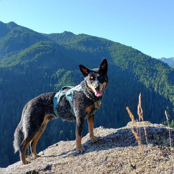 Conservation Dog �Filson� on Taylor's Checkerspot butterfly, Olympic Ntl Forest