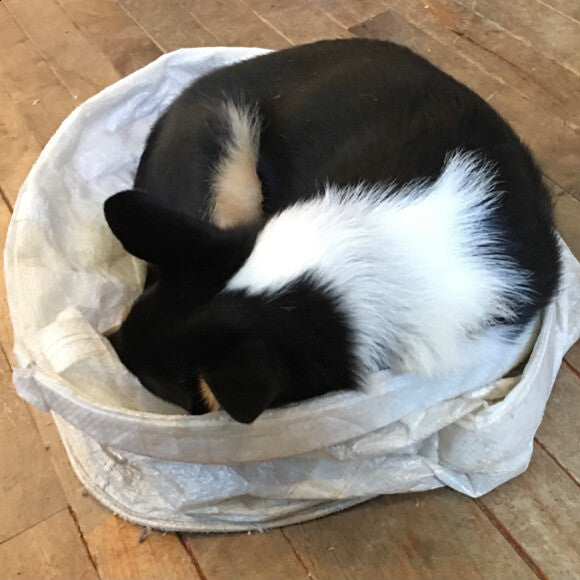 Same hamper, same puppy, a few months earlier