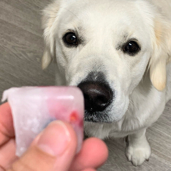 Sky ready for a frozen Honest Kitchen goat's milk & fruit treat.