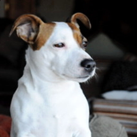 Stanley at 3-years-old