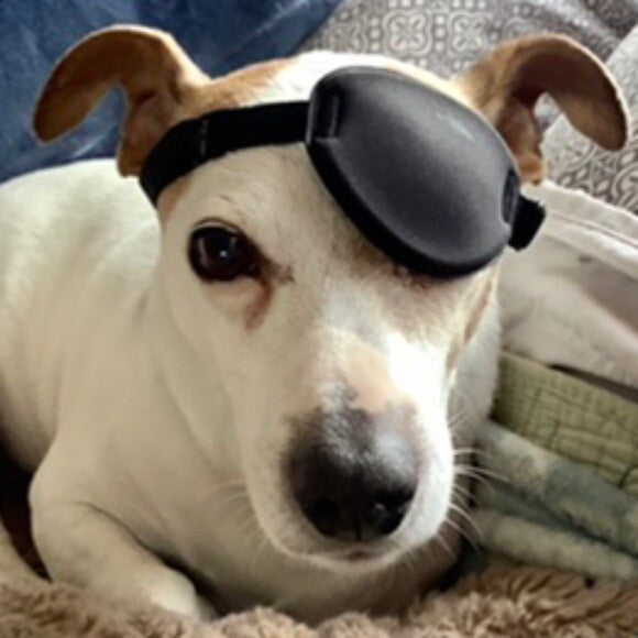 Stanley & his eye patch