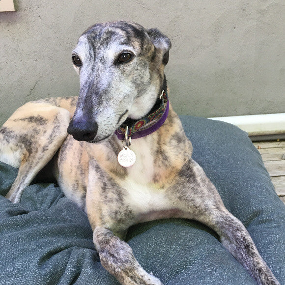 Layla broke her leg during her last race and learned how to be a pet with us! She loves the back deck almost as much as her turkey and oat breakfasts!