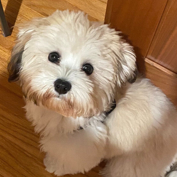 George, the 8 month old Havanese!