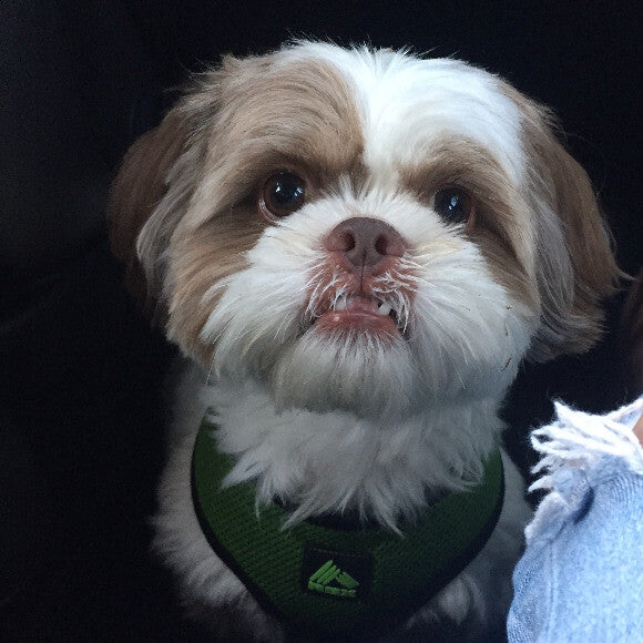Happy dog!