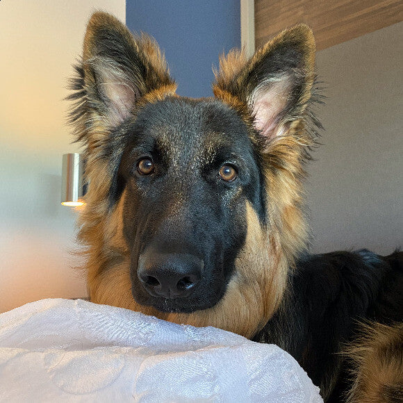 A picky satisfied GSD
