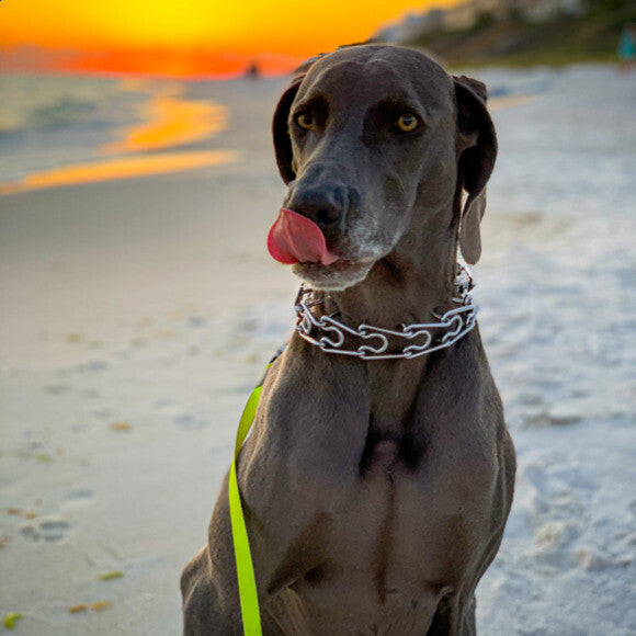 Gus spending time on the beach!