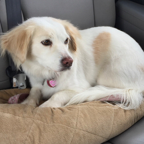 Our rescued Biscuit