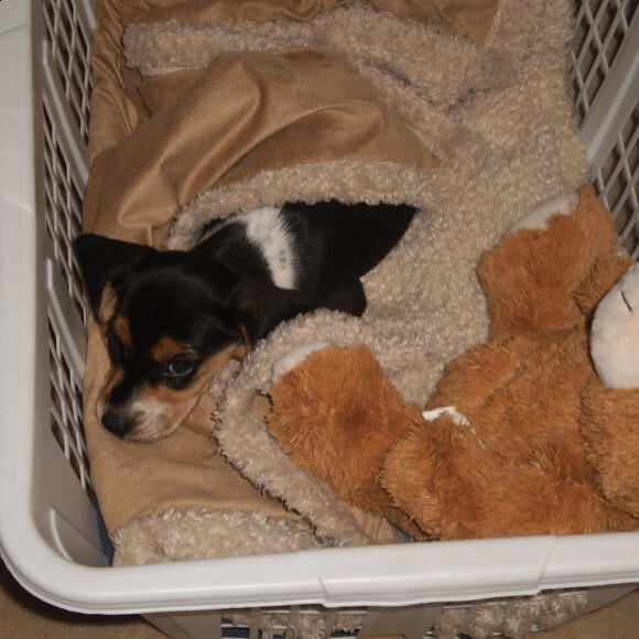 Otto the day we brought him home in August 2010.
