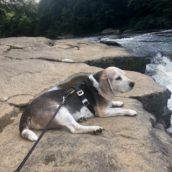 Otto hiking and relaxing by the river.