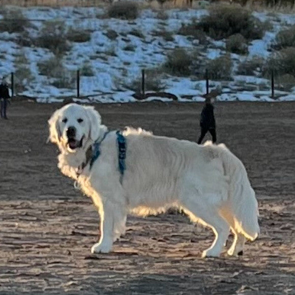Skylar at dog park. His running has slowed down a little bit with age but the fact that he�s out there chasing puppies at dog park is amazing and makes me so happy.