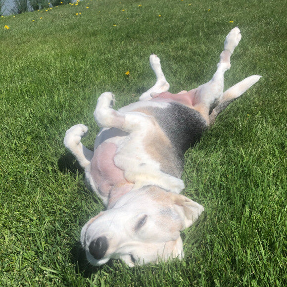 Otto the day we brought him home from surgery, rolling in his own yard.