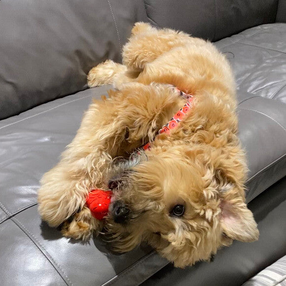 Playtime never stops with this one!