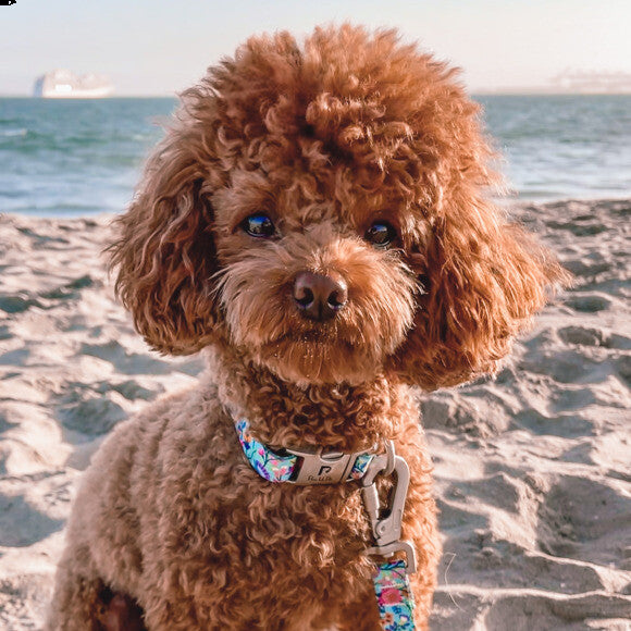 This is Rooney now.