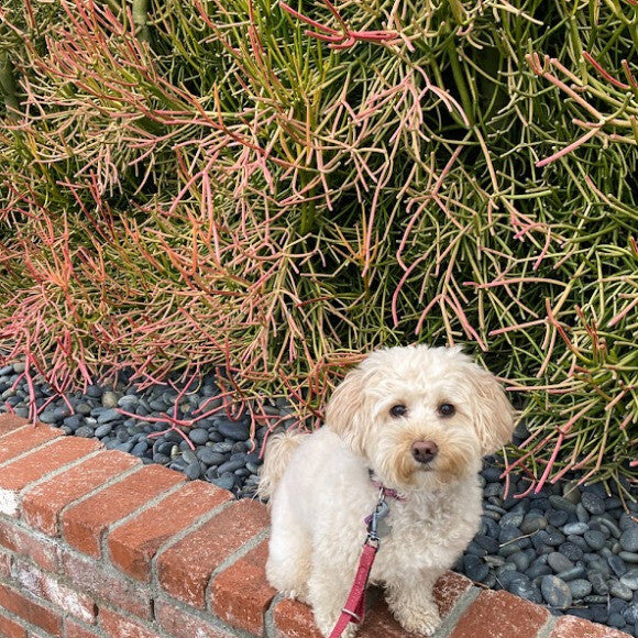 Happy dog!