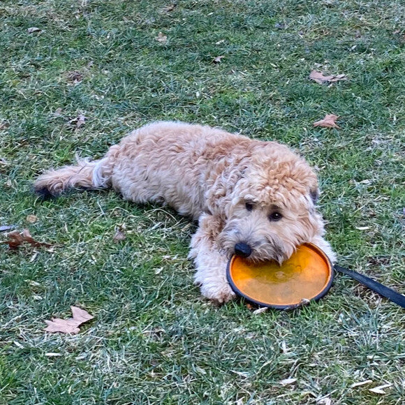 Home is where ever the frisbee is for this playful pup!