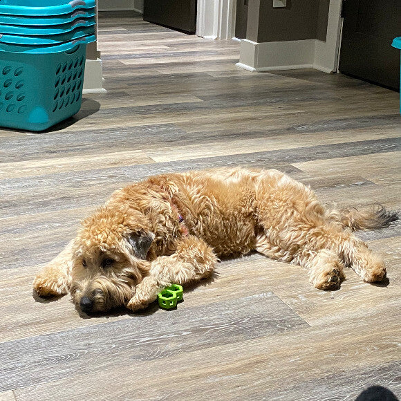Even puppies have to rest at some point.