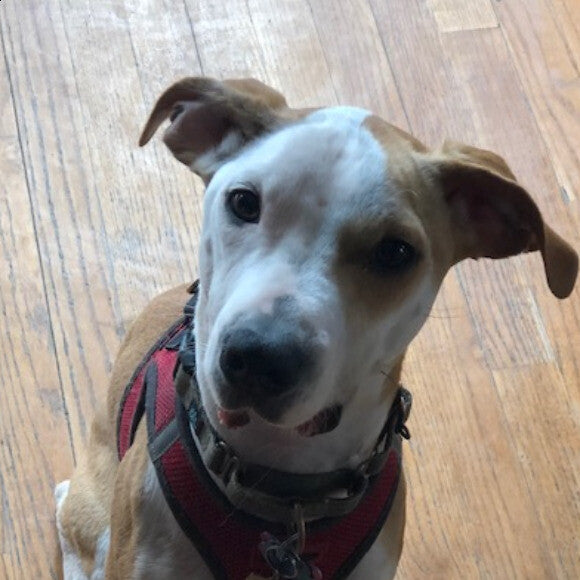 Little Benny