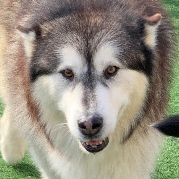 Bandit he was 11 when he passed last August.