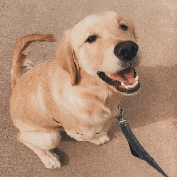 A morning walk before our Honest Kitchen breakfast! The best joint support food for this growing pup!