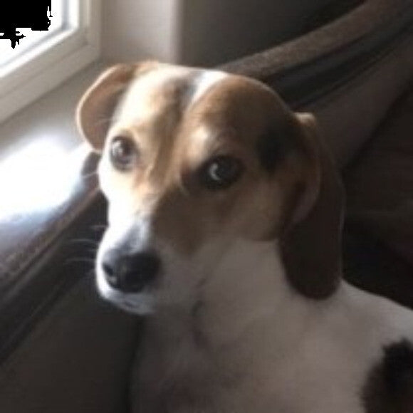 Toby nSecond rescue most sensitive loves laps