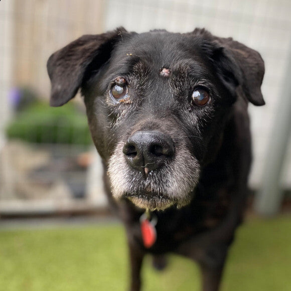 Sophia age 13.5. Unfortunately we are currently keeping her comfortable until she lets us know it�s time to cross over.