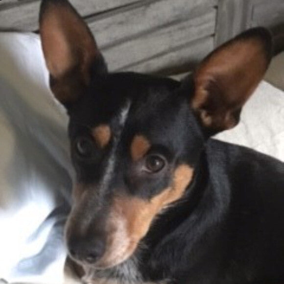 Jack nNewest Rescue nSmart and always wants to Play