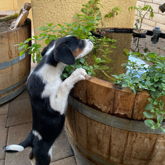 Lola playing with the wine barrel fish