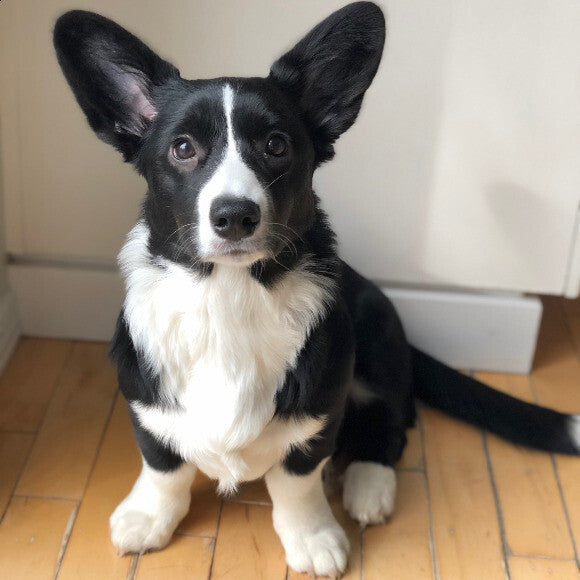 JoJo the Cardigan Welsh Corgi