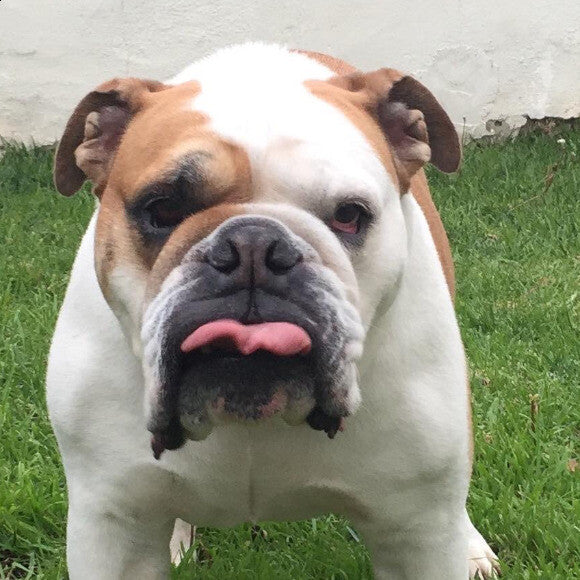 Bodhi