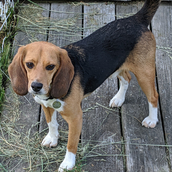 Zeke