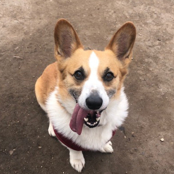 Happy Mac