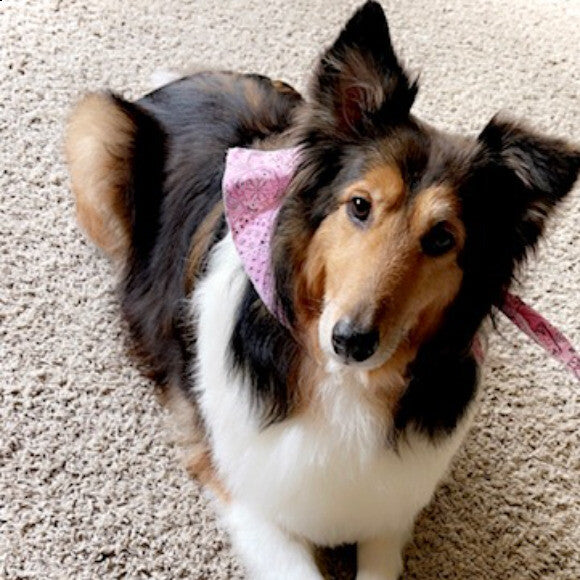 Lola, 8 year old Shelty