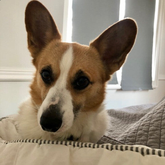 Mac at 8 years old