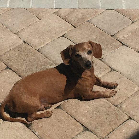 Fritz, the red mini dachshund