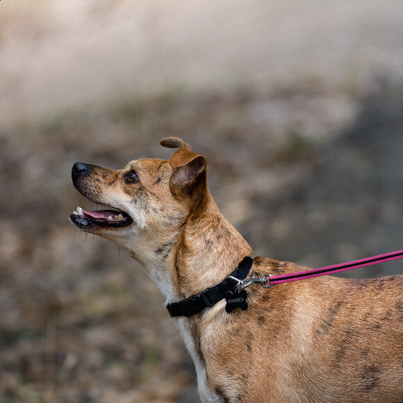 Maverick on a walk