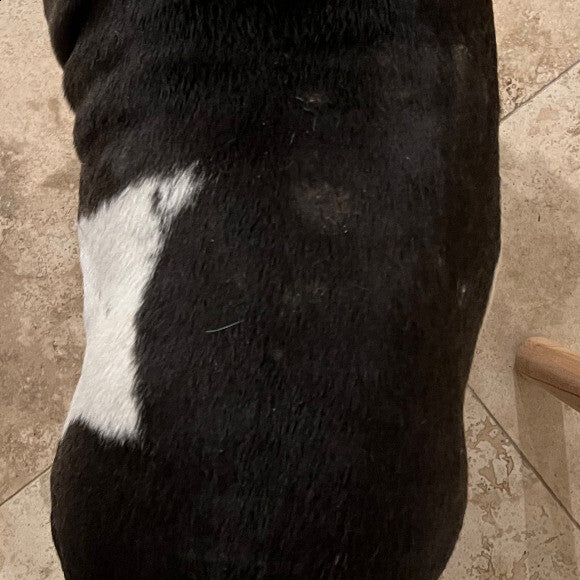 Skin 1 week into using Honest kitchen