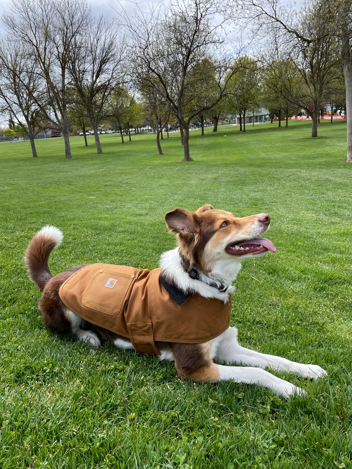 Rex now with his Carhartt