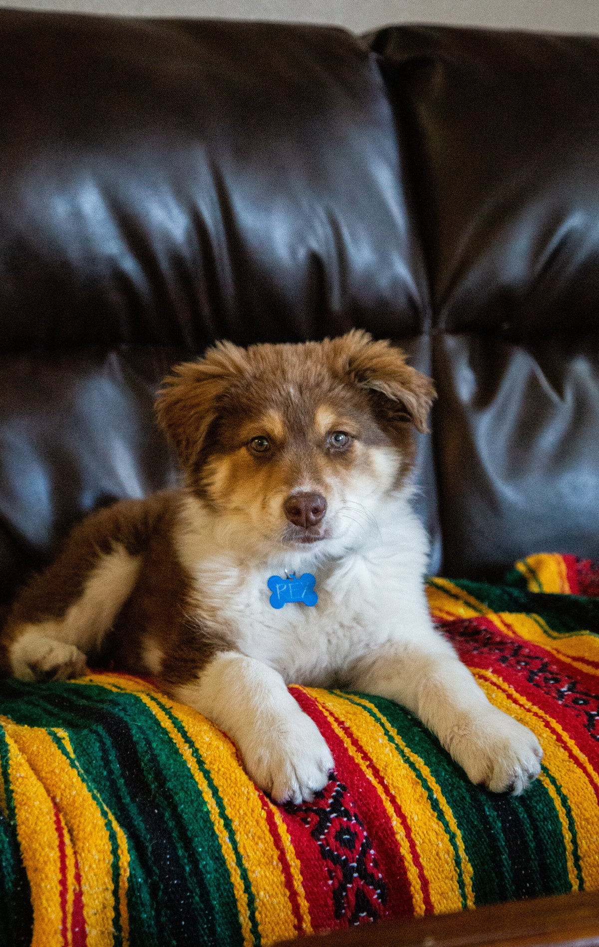 Rex at 3 months old
